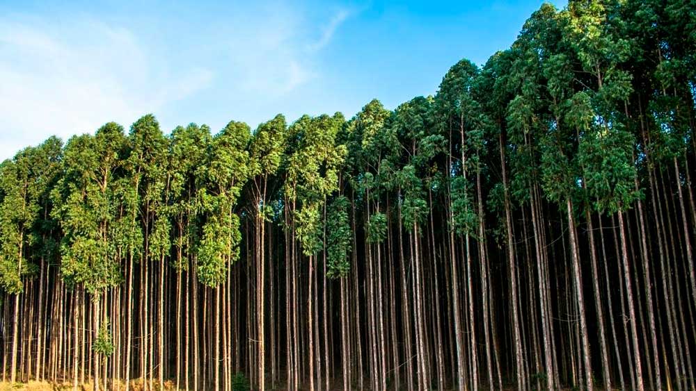 Madeira de Reflorestamento: Conheça 6 tipos