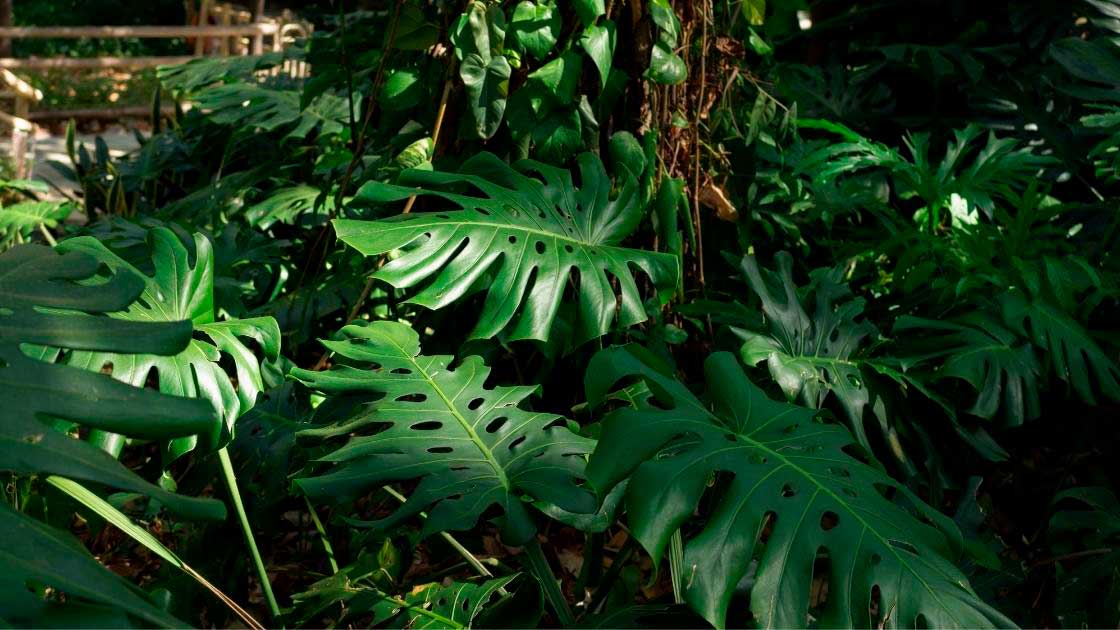 Plantas : 18 espécies de plantas de sombra